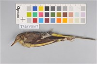 藏品(灰鶺鴒)的圖片